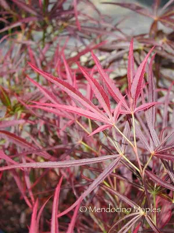 Red Pygmy