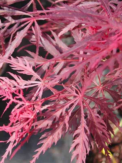 Red Dragon