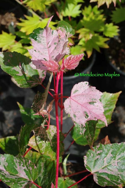 Acer conspicuum Red Flamingo