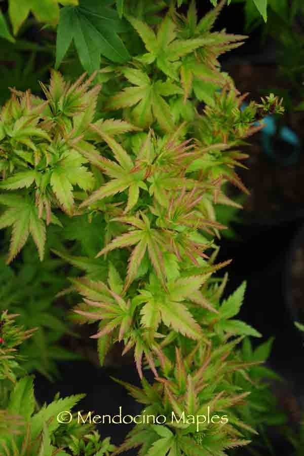 Sharps Pygmy