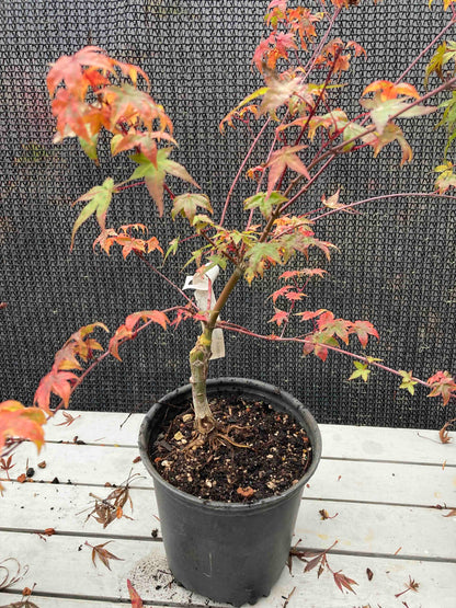 Shindeshojo Pre-Bonsai 2-3 Yr. (#820)