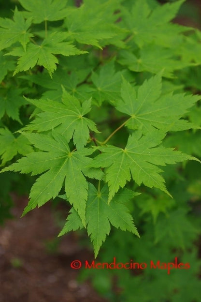 Acer sieboldianum