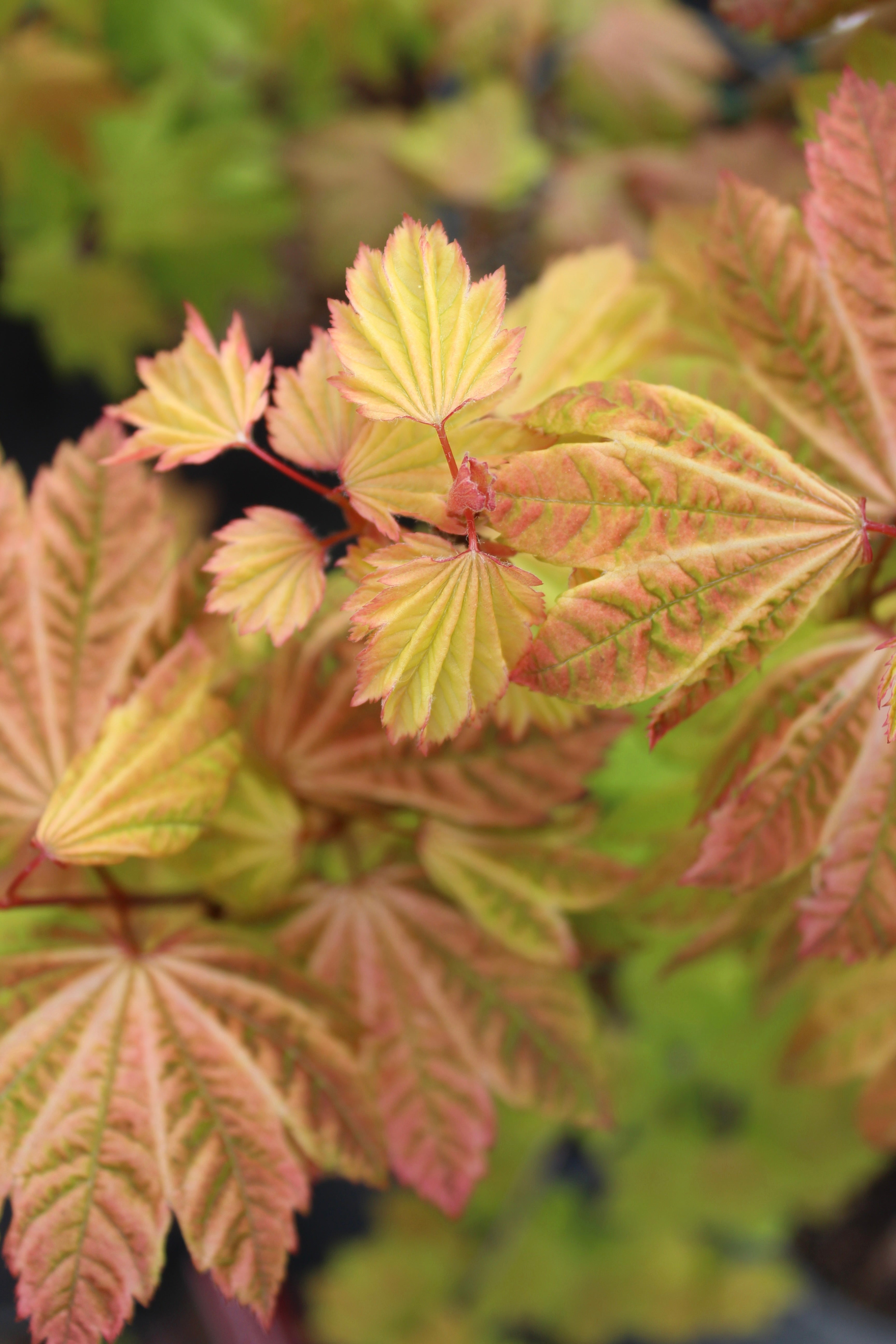 Acer circinatum Sunglow
