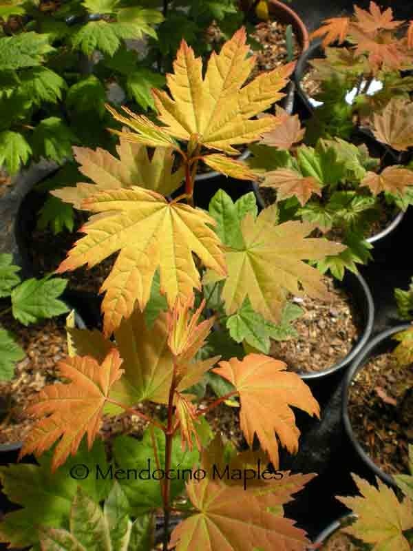 Acer circinatum Sunny Sister