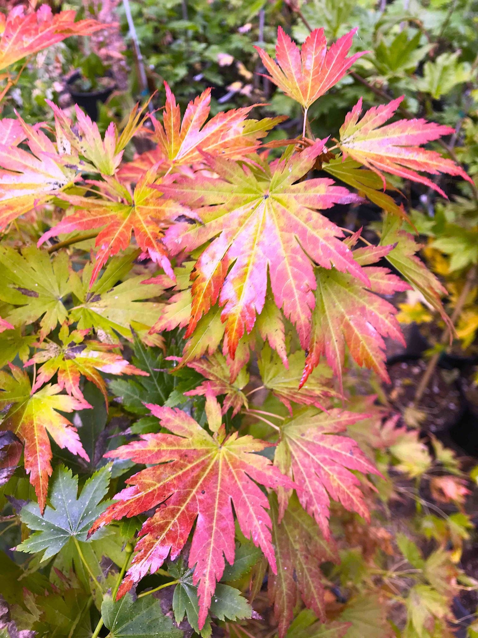 Tennuifolium