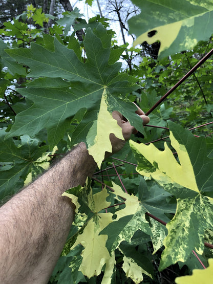 Acer macrophyllum Tubbs Fire