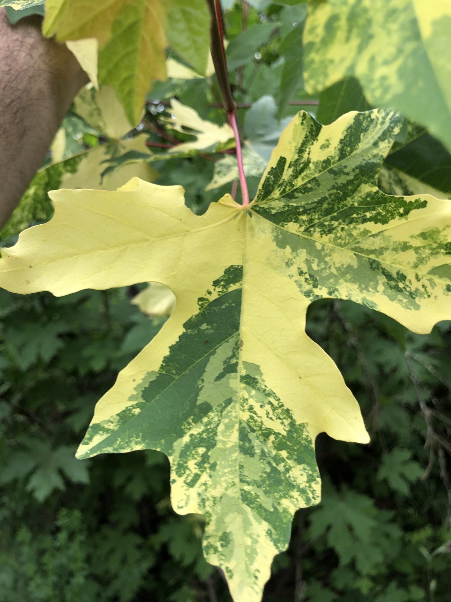 Acer macrophyllum Tubbs Fire