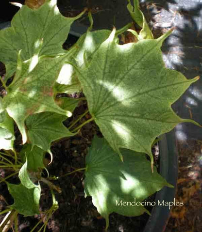 Acer pictum Usugumo