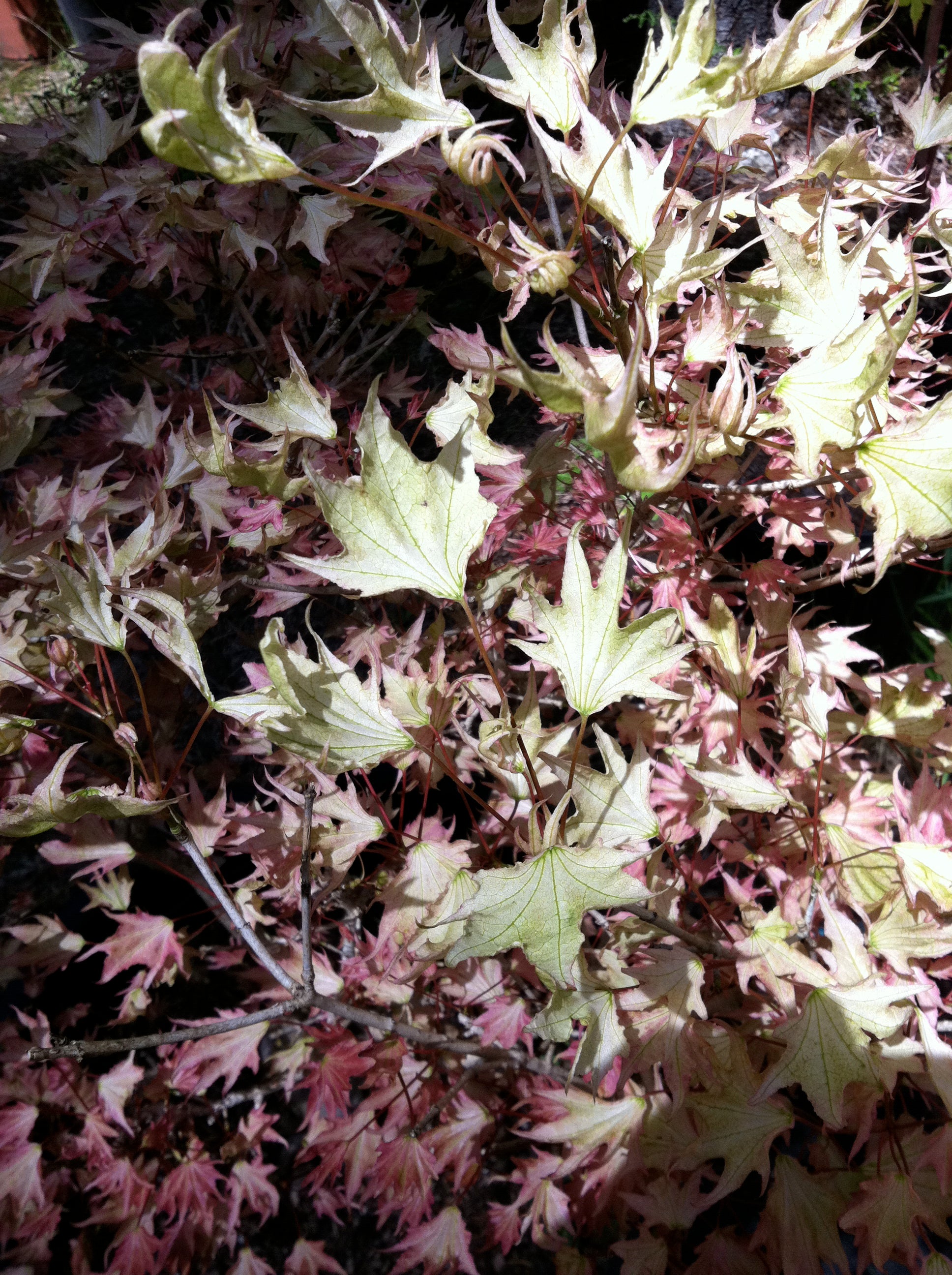 Acer pictum Usugumo