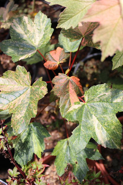 Acer pseudoplatanus  Carnelian Wave