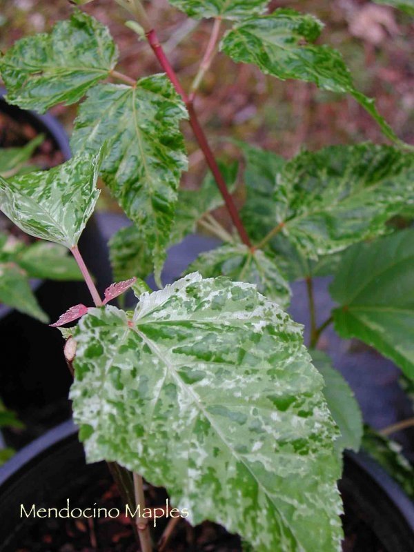 Acer cauditifolium - Variegata