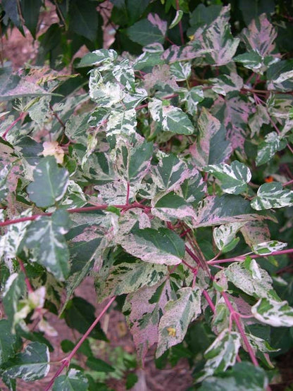 Acer crataegifolium Veitchii