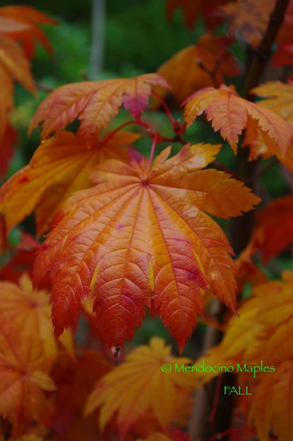 A. japonicum Vitifolium - 3