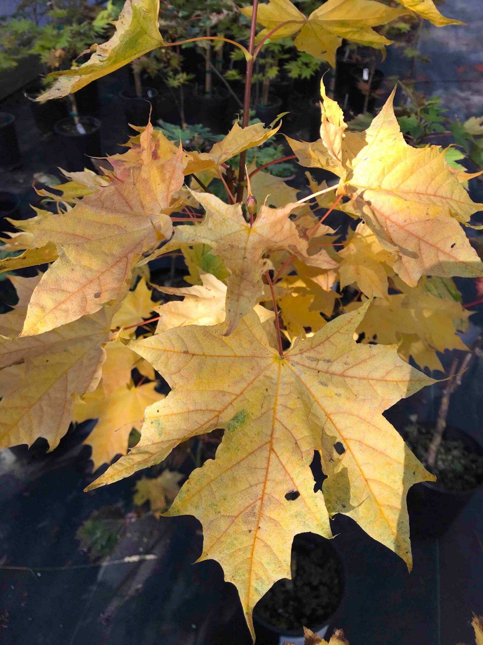 Acer platanoides Waldersii