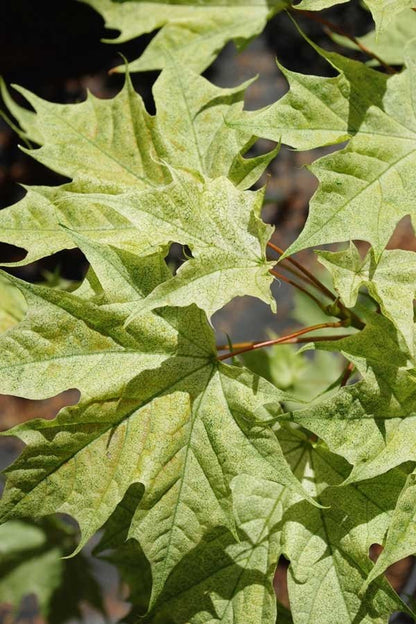 Acer platanoides Waldersii