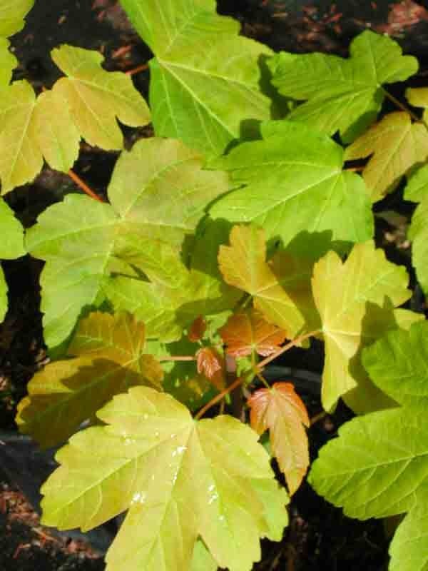 Acer pseudoplatanus Whorley