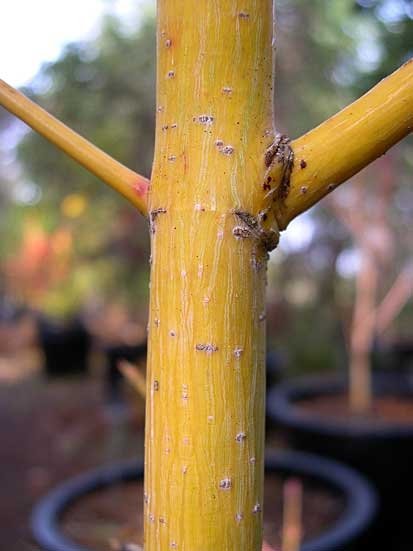 Acer rufinerve Winters Gold