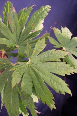 A. japonicum Attaryi