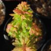 Acer circinatum Baby Buttons