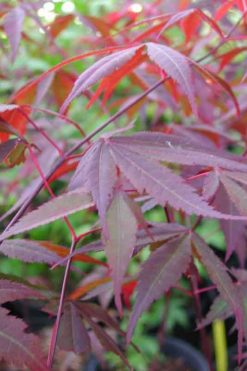 Acer Species: Cultivars- Page 2 of 2 - Mendocino Maples Nursery