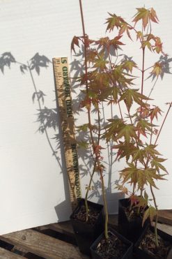 Japanese Maple bonsai starts