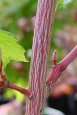 Acer Species: Cultivars- Page 2 of 2 - Mendocino Maples Nursery