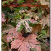 Acer pseudoplatanus Esk Sunset