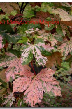 Acer pseudoplatanus Esk Sunset