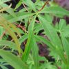 Acer pentaphyllum