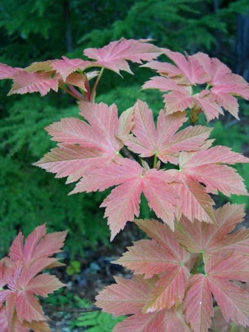 Acer pseudoplatanus Puget Pink