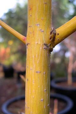 Acer Species: Cultivars- Page 2 of 2 - Mendocino Maples Nursery